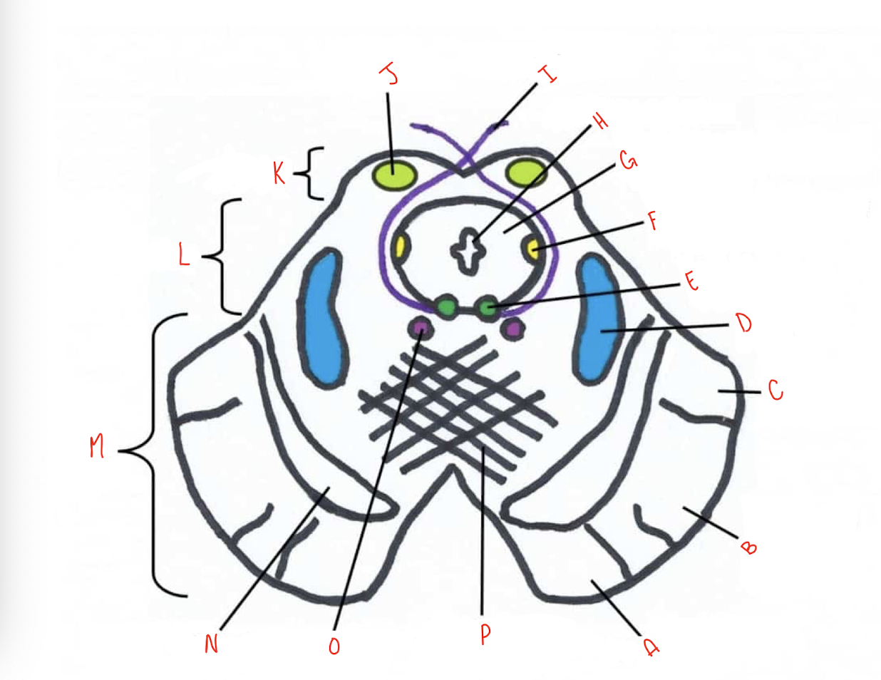 <p>What structure of the sliced inferior colliculus section of the midbrain is labeled N?</p>