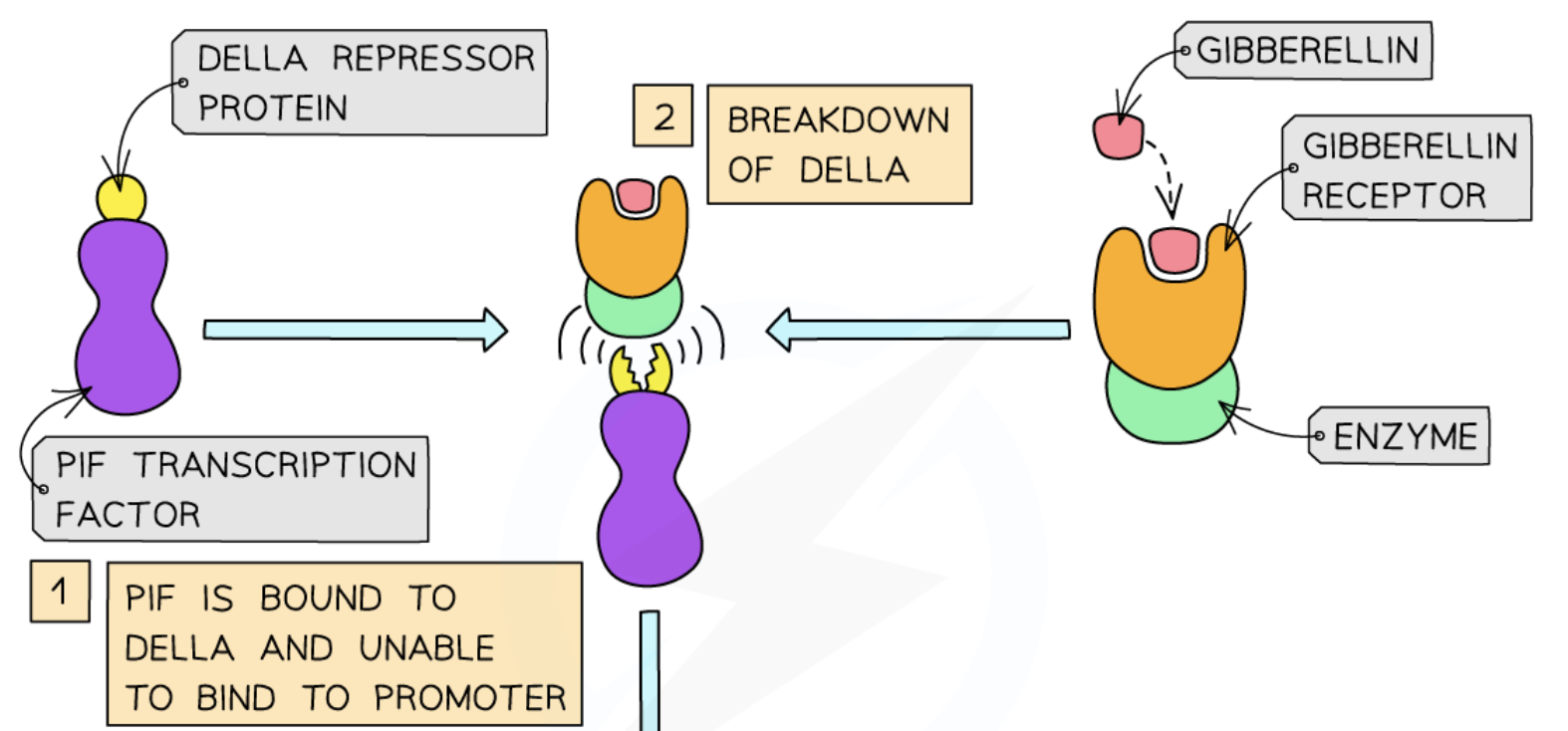 <p><strong>gibberellin binding to gibberellin receptors</strong> to <strong>initiate DELLA breakdown by an enzyme</strong></p>