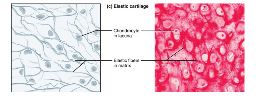 <p>Most flexible cartilage supporting parts of your body that need to bend and move to function. Elastic cartilage can bounce back to its original shape, even after a strong force.</p>