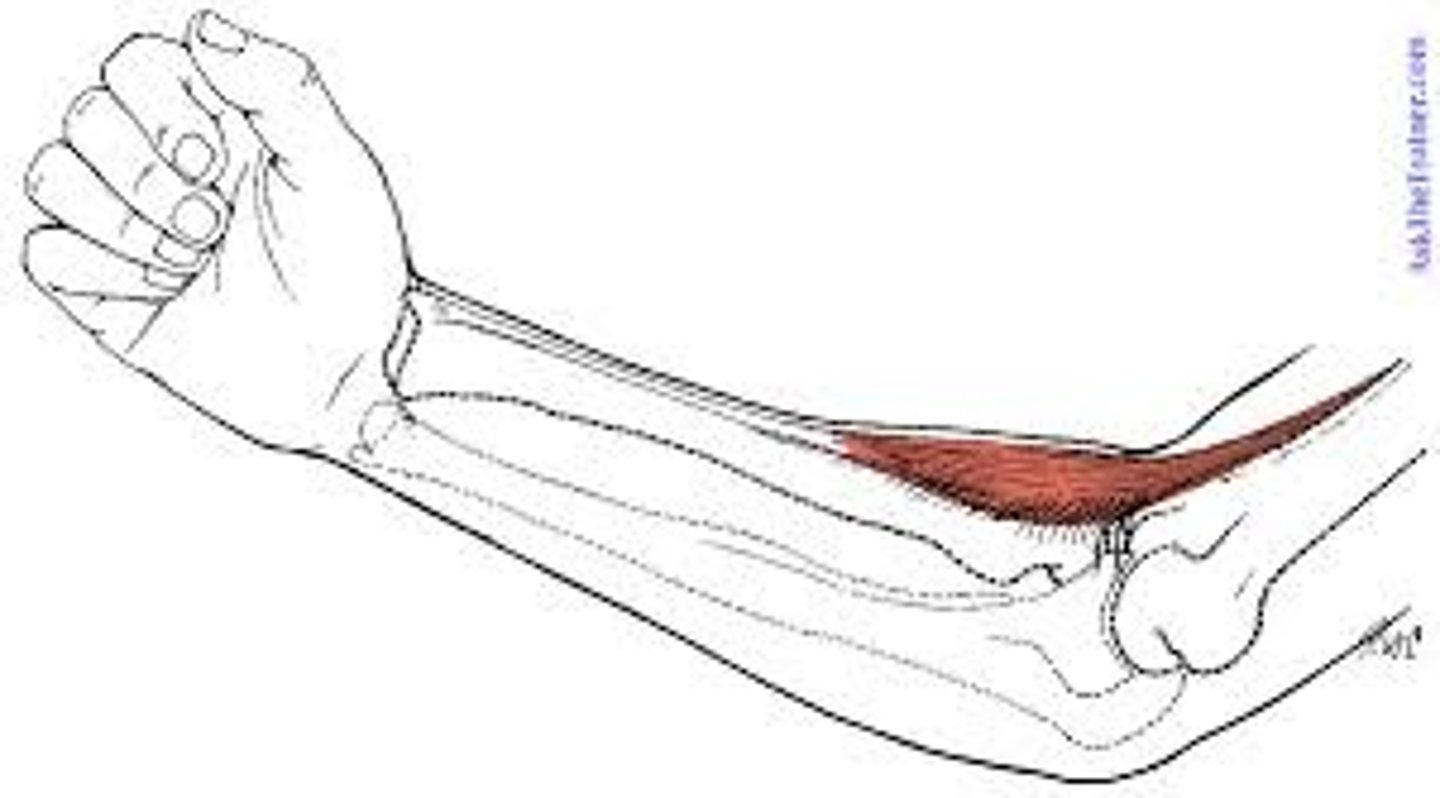 <p>anterior, superficial, fleshy part of forearm, crosses elbow joint, slacks when elbow flexed</p>