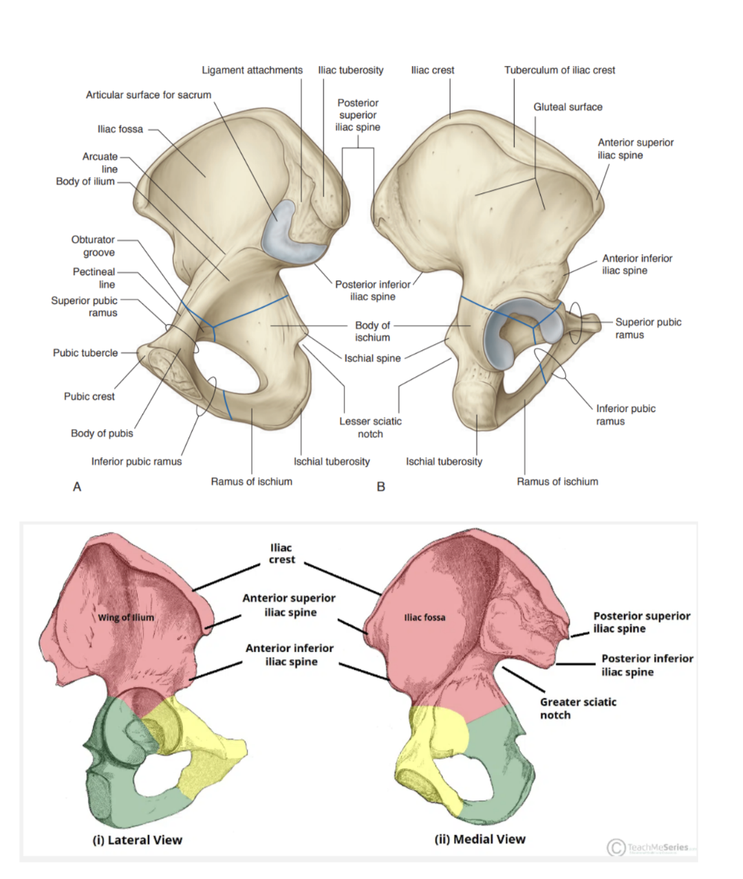 <ul><li><p>The most superior, widest &amp; largest of the 3 parts of the hip bone</p></li><li><p>Forms the superior part of the acetabulum (acetabular roof), &amp; immediately above expands to form the wing (ala) </p></li><li><p>The upper part of the ilium expands to form a flat, fan-shaped ‘wing’ that provides bony support for the lower abdomen/false pelvis — also provides attachment for muscles functionally associated with the lower limb — 2 surfaces —</p><ul><li><p>Inner surface —</p><ul><li><p>Concave, producing iliac fossa (site of origin of iliacus muscle)</p></li></ul></li><li><p>External (gluteal) surface —</p><ul><li><p>Convex shape &amp; provides attachment to gluteal muscle</p></li></ul></li></ul></li><li><p>The superior margin of the wing is thickened &amp; forms the <u>iliac crest</u>, extending from the anterior superior iliac spine (ASIS) to the posterior superior iliac spine (PSIS)</p><ul><li><p>The tuberculum of the iliac crest — a prominent tubercle projecting laterally near the anterior end of the crest </p></li><li><p>The iliac tuberosity — thickening of posterior end of the crest</p></li></ul></li><li><p>The greater sciatic notch — indentation formed by the posterior inferior iliac spine </p></li><li><p>Inferior to anterior superior iliac spine of the crest, on the anterior margin of the ilium, is a rounded protuberance called the <u>anterior inferior iliac spine</u> — serves as point of attachment for rectus femoris muscle of anterior thigh compartment &amp; iliofemoral ligament associated with the hip joint </p></li><li><p>The ilium is separated into upper &amp; lower parts by a ridge on the medial surface —</p><ul><li><p>Posteriorly, ridge is sharp &amp; lies immediately superior to the surface of the bone articulating with the sacrum — the sacral surface has a large L-shaped facet for articulating with the sacrum &amp; an expanded, posterior roughened area for the attachment of the strong ligaments supporting the sacro-iliac joint</p></li><li><p>Anteriorly, the reidge separating upper &amp; lower parts of the ilium is rounded — called the <u>arcuate line</u> </p></li></ul></li></ul>