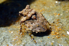 aquatic