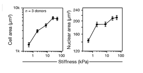 <p>cell morphology - cells spread more on stiffer substrates </p>