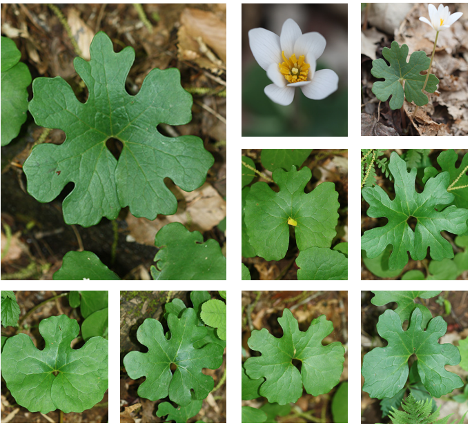 <p>bloodroot</p>
