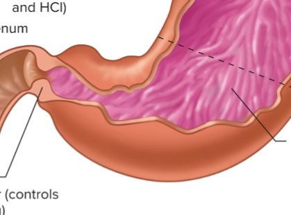 <p>Lower portion; made of thicker smooth muscle layers (for mechanical grinding and mixing). Secretes mucus, pepsinogen and gastrin</p>