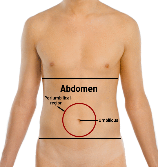 <p>anterior; Relating to the region of the body between the chest and pelvis, containing the stomach and other digestive organs.</p>