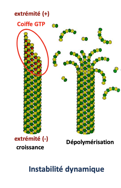 <ul><li><p>La <strong>coiffe GTP</strong> (GTP-cap) à l’<strong>extrémité +</strong> protège de la dépolymérisation</p></li></ul><p></p>