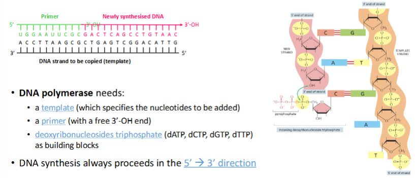 <ul><li><p>DNA-polymerase heeft nodig:</p><ul><li><p>een template (die de toe te voegen nucleotiden specificeert)</p></li><li><p>een primer (met een vrij 3'-OH-uiteinde)</p><ul><li><p>Complementair met template</p></li><li><p>Gemaakt van RNA</p></li><li><p>Nodig omdat DNA-polymerase een begin nodig heeft → kan hij niet uit DNA bestaan</p><ul><li><p>Dan moet een enzym uit het niets beginnen</p></li></ul></li></ul></li><li><p>deoxyribonucleosiden trifosfaat (dATP, dCTP, dGTP, dTTP) als bouwstenen</p><ul><li><p>Geactiveerde vorm van nucleotides</p></li><li><p>Fosfordiesterbinding, met H en P</p></li><li><p>Andere twee fosfaten afgesplitst → energie die nodig is om de nucleotide te koppelen</p></li></ul></li></ul></li><li><p>DNA-synthese verloopt altijd in de 5' → 3' richting</p><ul><li><p>Nieuwe nucleotiden altijd aan de 3’ kant toegevoegd</p></li></ul></li></ul><p></p>