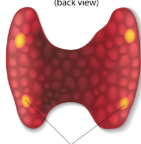 <p>posterior of thyroid usually 4 nodules, releases PTH </p>
