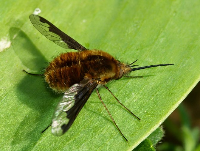 <p>Family: Bombyliidae (Bee flies)</p><p></p><p>Resembles bees</p><p>Long and slender probobscis</p><p>3-4 Posterior cells</p>