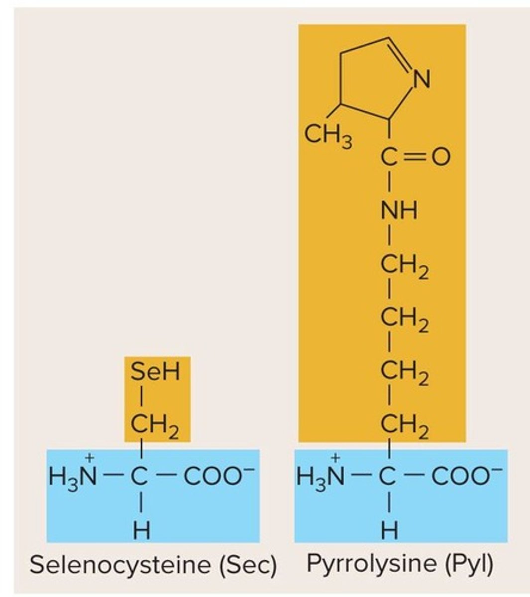 <p>Selenocysteine (Sec) and pyrrolysine (Pyl).</p>