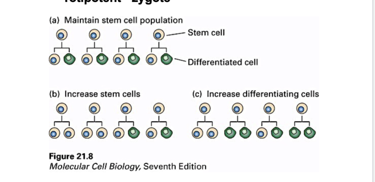 <ul><li><p>We start as a zygote — this cell is referred to as TOTIPOTENT</p><ul><li><p>Cells are born from stem cells, which originate from a zygote that is totipotent, meaning it can develop into any cell type necessary to form an entire organism.</p><ul><li><p>The zygotę has everything it needs to produce an ENTIRE organism </p><ul><li><p>The cell will NOT make a copy of itself - can become any cell in the body </p></li></ul></li></ul></li></ul></li><li><p>After the first embryonic division, there are a population of cells that are pluripotent — generic cells </p><ul><li><p>They have the great capacity to differentiate into all/most cell types </p></li></ul></li><li><p>There are adults that can either be multipotent or unipotent</p><ul><li><p>Multipotent: can only differentiate into multiple cell types. </p></li><li><p>Unipotent: can only differentiate into one type of cell </p></li></ul></li><li><p>Stem cells are self-renewing - making the same population of themselves and NOT differentiating </p><ul><li><p>Stem cell over here can produce two other stem cells - in other contexts, some of the stem cells will actually produce two differentiated stem cells</p></li></ul></li></ul><p></p>