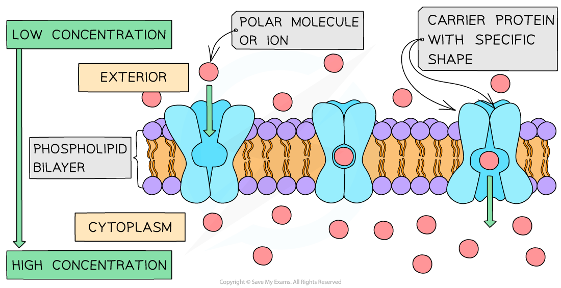 <p>Carrier proteins </p>