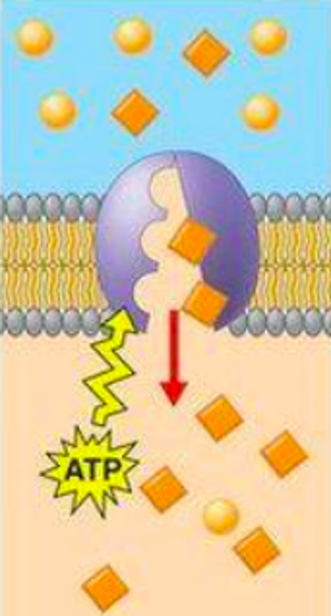 <p>active or passive transport?</p>