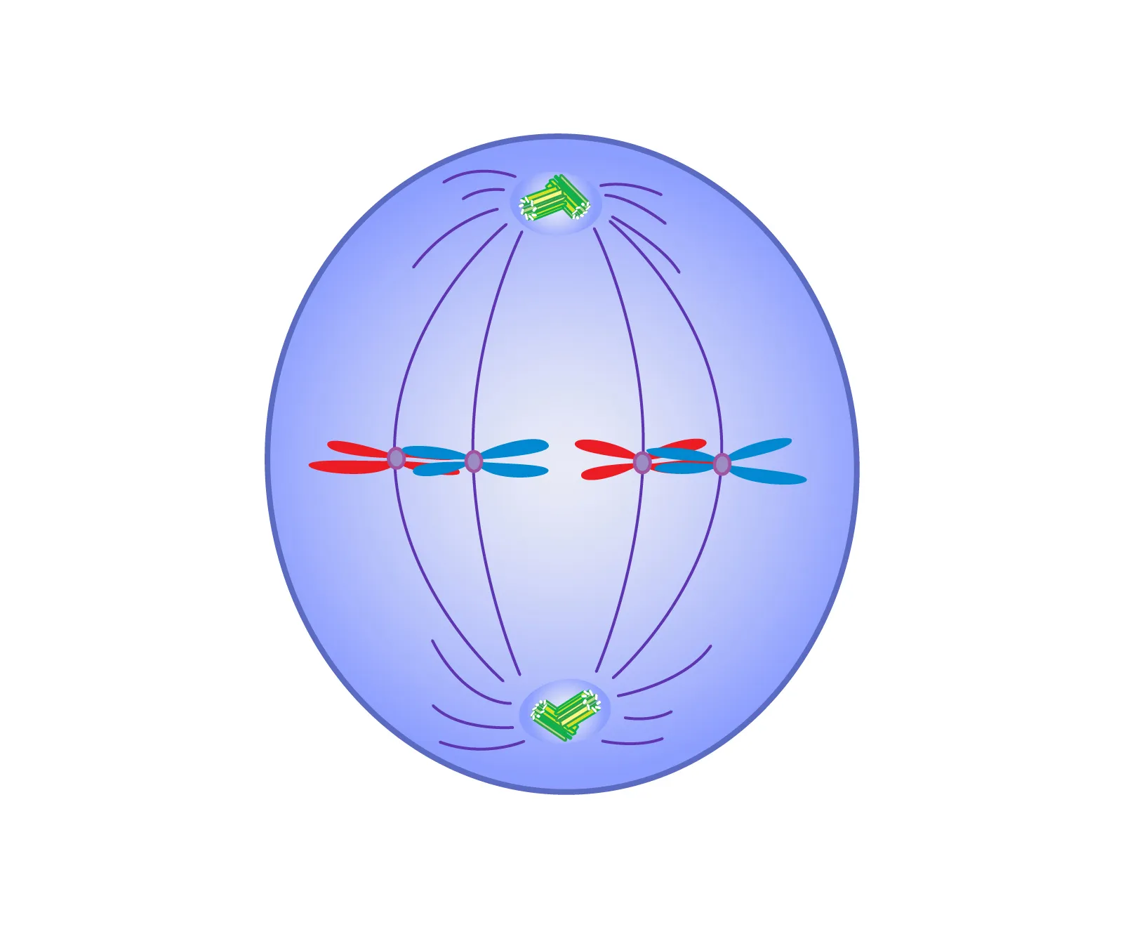 <p>Stage of mitosis where chromosomes align in the middle of the cell. Spindle fibers attach to the centromeres, preparing for separation.</p>