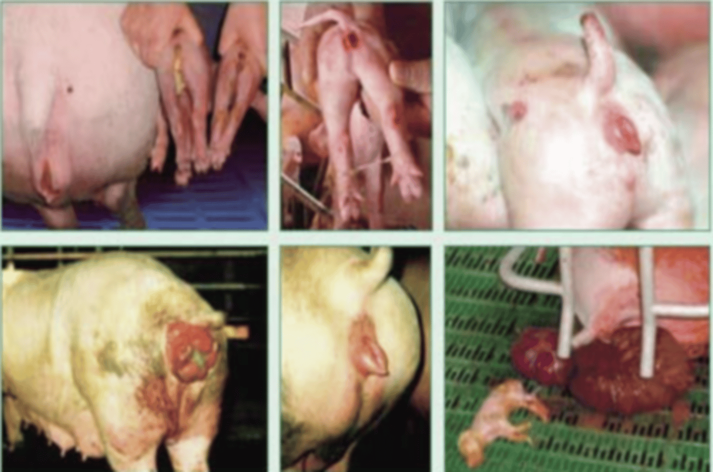 <p>a farmer notices his pigs showing signs of prepubitral gilt- swollen vulva, hyperemia, hypertrophy of mammary glands and uterus, and some have vaginal and rectal prolapse.</p><p>what could be the fungal related diagnosis?</p>