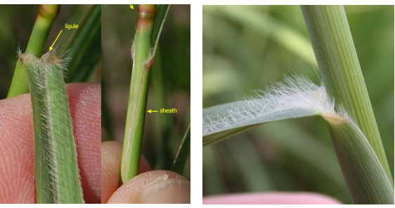 <p>Rhizomatous grass with super hairy sheath at collar and a ciliate ligule.</p>