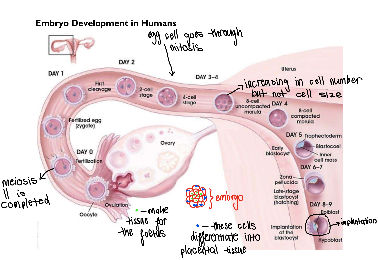 <p><strong><u>Day 0</u></strong></p><ul><li><p>fertilisation occurs near the top of oviduct & the zygote travels towards the uterus, propelled by cilia</p></li></ul><p><strong><u>Days 1-3</u></strong></p><ul><li><p>as it moves, the zygote divides repeatedly by cleavage (mitotic divisions with short interphase & no growth)</p></li></ul><p><strong><u>Days 4-5</u></strong></p><ul><li><p>the zygote becomes a morula (ball of 8 cells) & reaches the uterus. After 7 divisions, it forms a blastocyst (128 cells arranged in a hollow ball)</p></li></ul><p><strong><u>Days 8-9</u></strong></p><ul><li><p>the blastocyst embeds in the endometrium (uterus lining) during implantation, marking the start of pregnancy</p></li></ul><p></p>
