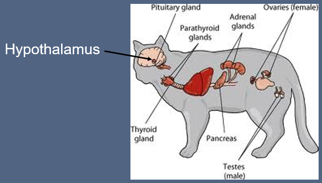 Hypothalamus.

Pituitary gland.

Parathyroid glands.

Thyroid gland.

Pancreas.

Adrenal glands.

Ovaries.

Testes.