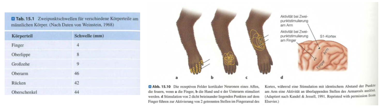 <p class=""><strong>Kurzfassung:</strong><br>Körperstellen wie <strong>Finger und Lippen</strong> weisen eine <strong>hohe taktile Auflösung</strong> auf, da sie <strong>viele Rezeptoren</strong>, eine <strong>große kortikale Repräsentation</strong> und <strong>kleine rezeptive Felder</strong> besitzen.</p><p class=""></p><p class=""><strong>Langfassung:</strong></p><ul><li><p class=""><strong>Kortikale Vergrößerung:</strong></p><ul><li><p class="">Finger und Lippen haben eine <strong>überproportional große Repräsentation im somatosensorischen Kortex (S1)</strong>.</p></li><li><p class="">Vergleichbar mit dem <strong>Vergrößerungsfaktor</strong> im visuellen System (z. B. Fovea im primären visuellen Kortex).</p></li><li><p class="">Diese Vergrößerung ermöglicht <strong>präzisere Verarbeitung taktiler Informationen</strong>.</p></li></ul></li></ul><p class=""></p><ul><li><p class=""><strong>Rezeptive Felder:</strong></p><ul><li><p class="">Finger besitzen <strong>kleine rezeptive Felder</strong> → ermöglichen feine Differenzierung.</p></li><li><p class="">Zwei Reize auf engem Raum aktivieren <strong>unterschiedliche Neuronen</strong>, was zu <strong>klarer Unterscheidung</strong> führt.</p></li><li><p class="">Am Arm oder Rücken sind rezeptive Felder <strong>größer und überlappen</strong>, was die <strong>Detailwahrnehmung einschränkt</strong>.</p></li></ul></li></ul><p class=""></p><ul><li><p class=""><strong>Zusammenspiel dreier Faktoren:</strong></p><ol><li><p class=""><strong>Hohe Rezeptordichte</strong></p></li><li><p class=""><strong>Große Repräsentation im Kortex</strong></p></li><li><p class=""><strong>Kleine rezeptive Felder</strong><br>→ führen zu <strong>außergewöhnlicher taktiler Präzision</strong>, z. B. beim Lesen von Braille oder beim Greifen feiner Objekte.</p></li></ol></li></ul><p></p>
