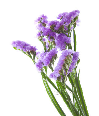 <p>What is the common name for this plant?</p>