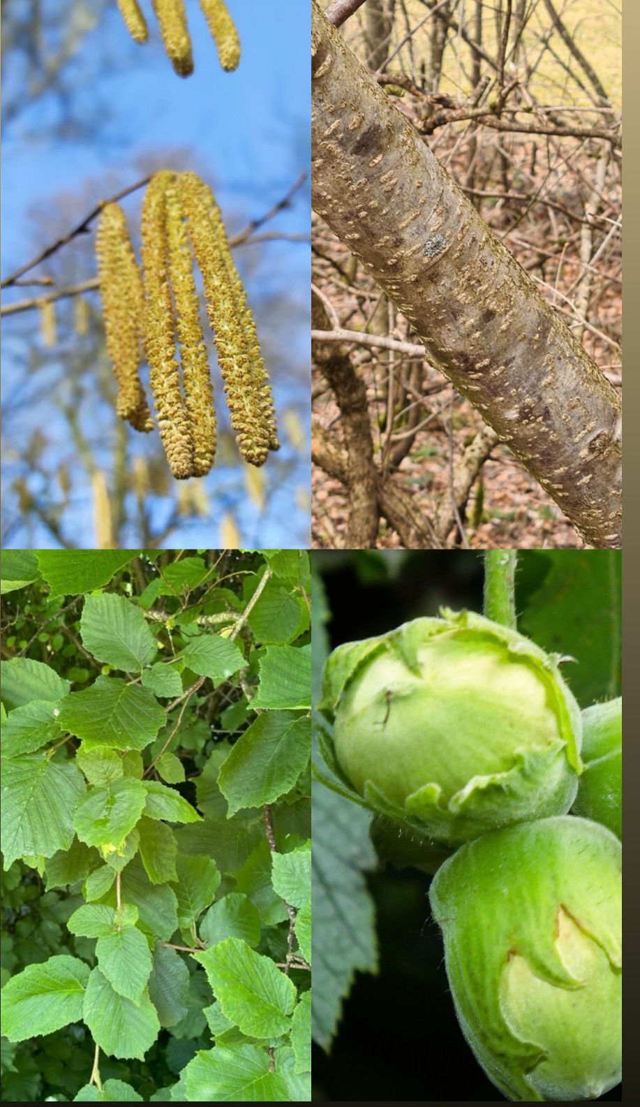 <p><span style="font-family: UICTFontTextStyleItalicBody; font-size: 19px;"><em>Corylus avellana</em></span></p>