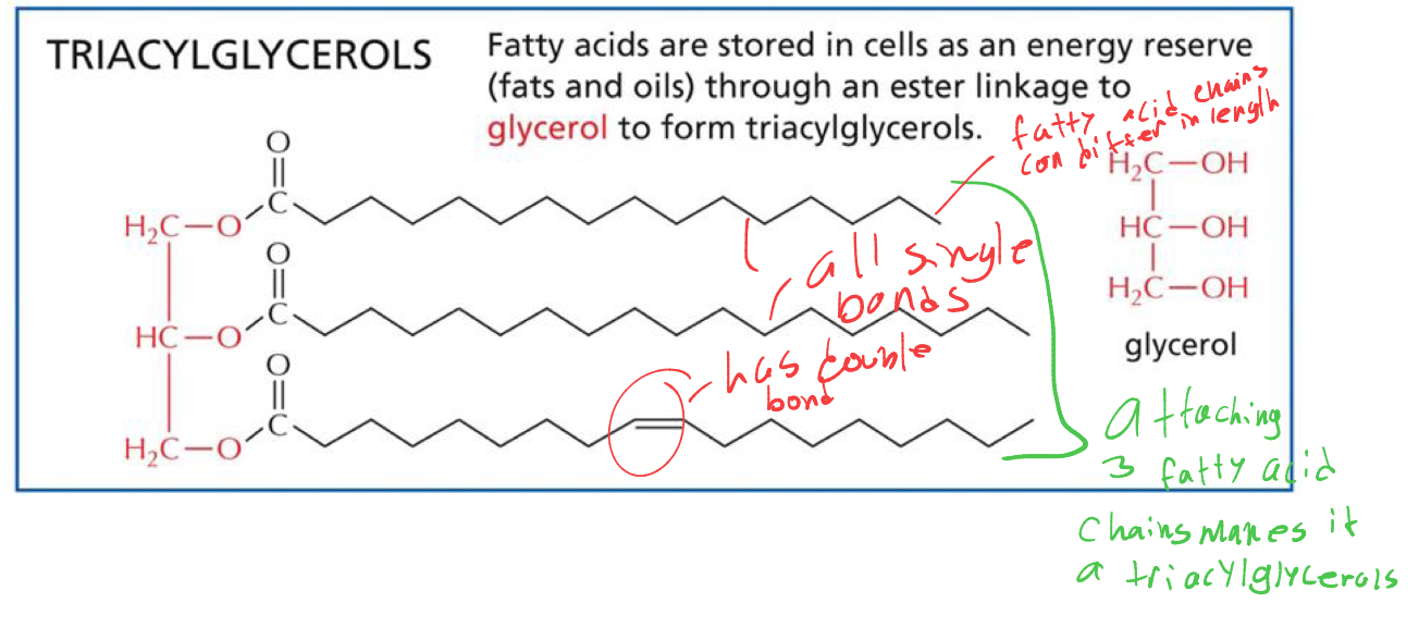 <p>whats it called when we attach 3 fatty acid chains to the glycerol </p>