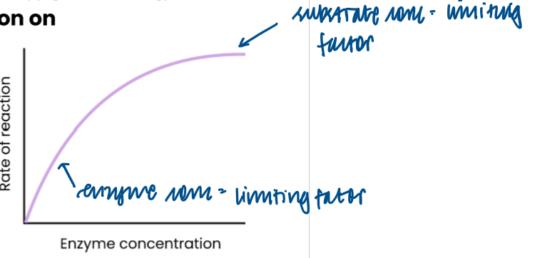 <ul><li><p>as enzyme concentration increases, rate of reaction increases </p></li><li><p>→ enzyme concentration = limiting factor (excess substrate)</p></li><li><p>→ more enzymes so more available active sites </p></li><li><p>→ so more enzyme-substrate complexes form </p></li><li><p>at a certain point, rate of reaction stops increasing / levels off </p></li><li><p>→ substrate concentration = limiting factor (all substrates in use)</p></li></ul><p></p>