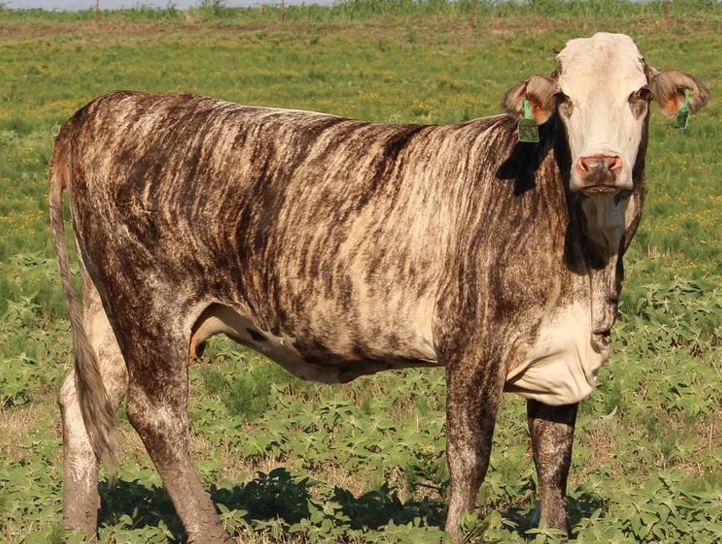 <ul><li><p><strong>Brahman x Hereford</strong></p></li><li><p>Used as a <strong>terminal crossbreed</strong></p></li><li><p>Used to make a “<strong>super baldy”</strong></p></li><li><p>Regionally important in the south</p></li></ul><p></p>