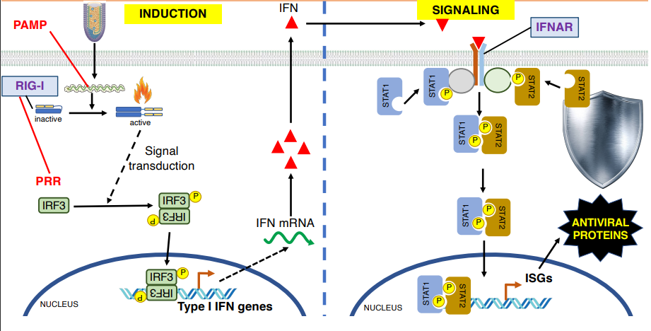 <p>a PRR RIG-I recognises a PAMP within the cell</p><ul><li><p>this activates a signal transduction cascade</p></li><li><p>ultimately activates IRF3 via phosphorylation (forms dimer)</p></li></ul><p>IRF3 is transported into the nucleus binds to the promoter of ISGs</p><ul><li><p>IFN mRNA is made → proteins produced</p></li><li><p>IFN is secreted from the cell</p></li></ul><p></p>