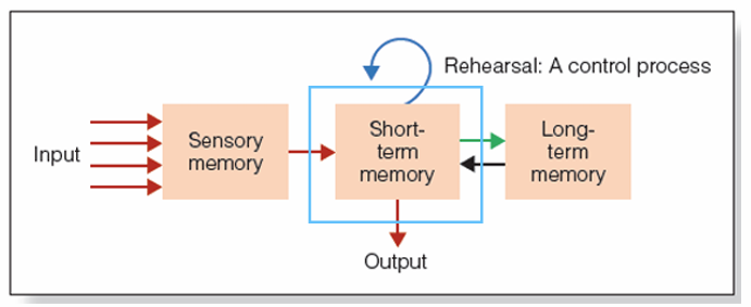 <p>• sensory memory: input from the senses is held for a<strong> few seconds</strong></p><p>• short-term memory: holds a limited amount of information for <strong>up to 20 seconds</strong></p><p>• long-term memory: holds a large amount of information for <strong>many years</strong></p><p>green= encoding, only attended info</p><p>black= retrieval</p>