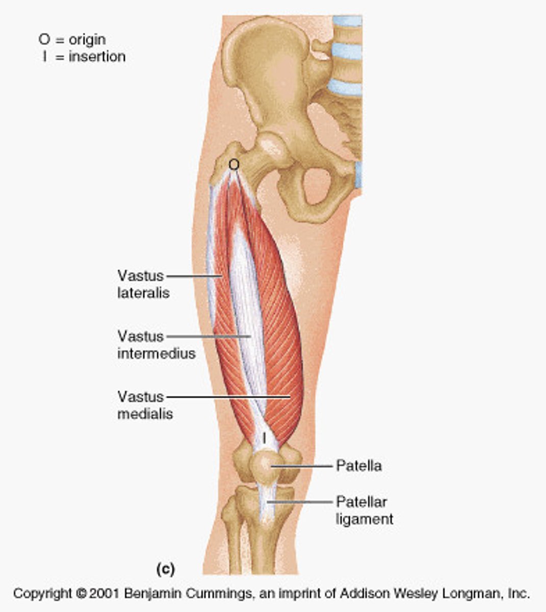 <p>-lower extremity (pelvis, anterior and medial thigh)</p>