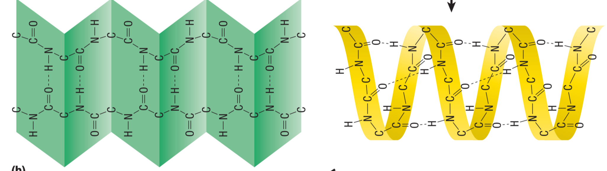 <ul><li><p>Result of <strong>H-bonding</strong> btn atoms in the amino acid <strong>backbone </strong></p></li><li><p class="has-focus">Two forms: alpha helix and beta pleated sheets </p></li></ul><p></p>