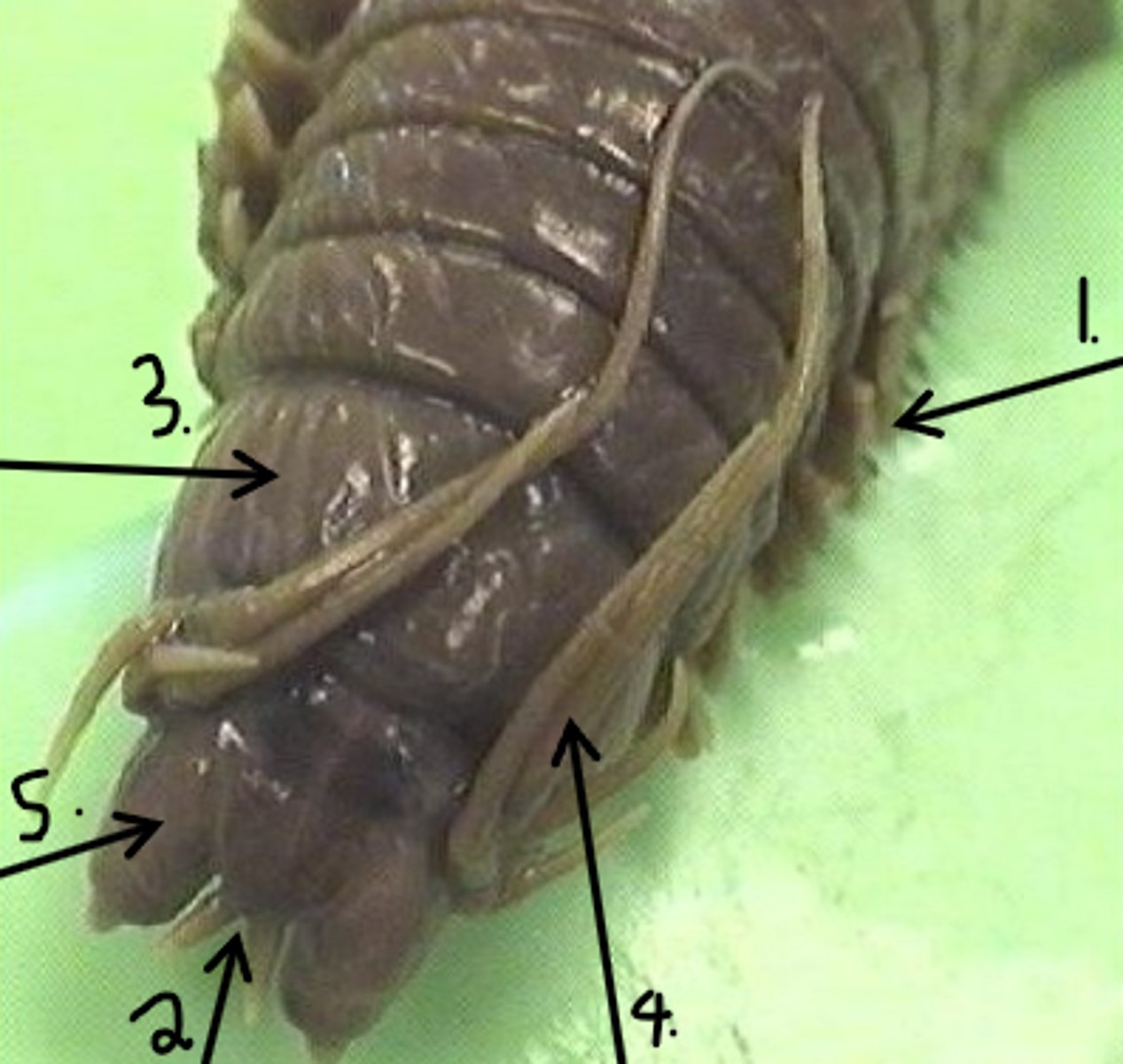 <p>Identify taxonomy and structures</p>