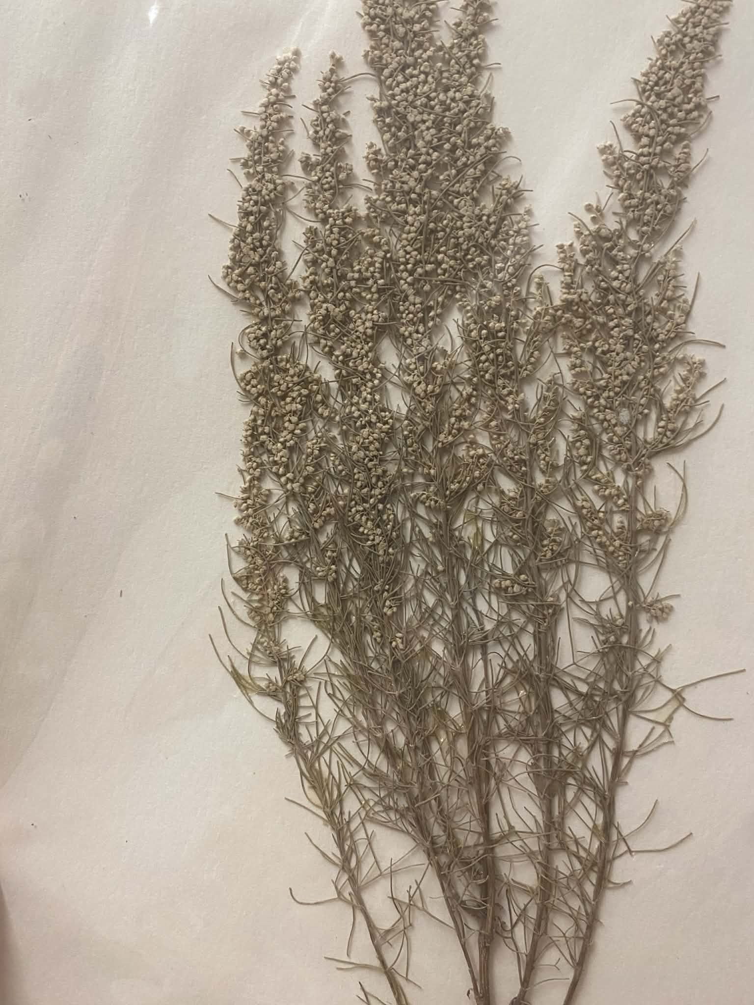 <p>Anthemideae, P, N, Artemisia filifolia, Sand Sagebrush</p>