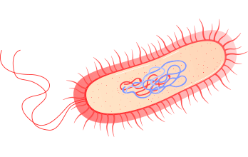 <p>Célula Procariota</p>