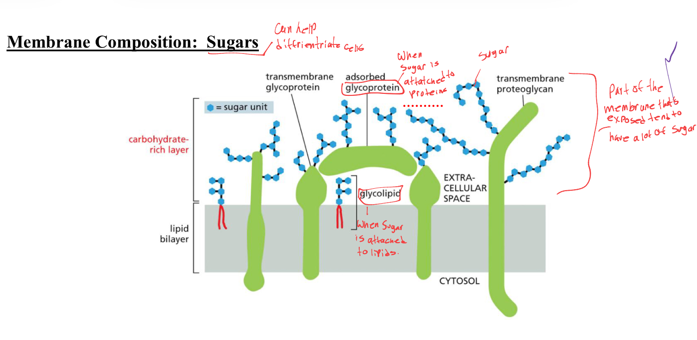 <p>Membrane compositon: sugars can help differentiate cells </p>