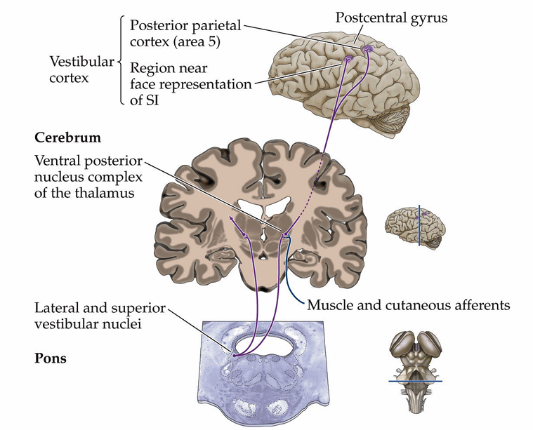 <p>lateral and superior vestibular nuclei</p>