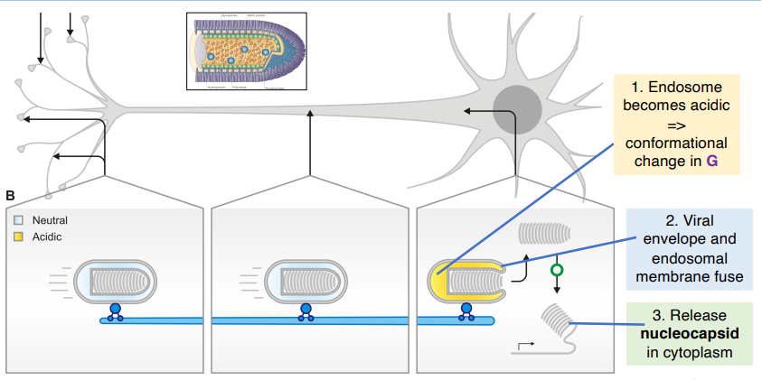 <p>due to the acidic nature of the endosome, it induces a conformational change in shape</p><ul><li><p>causes endosome &amp; glycoprotein fuse allowing exit from the endosome</p></li></ul><p></p>