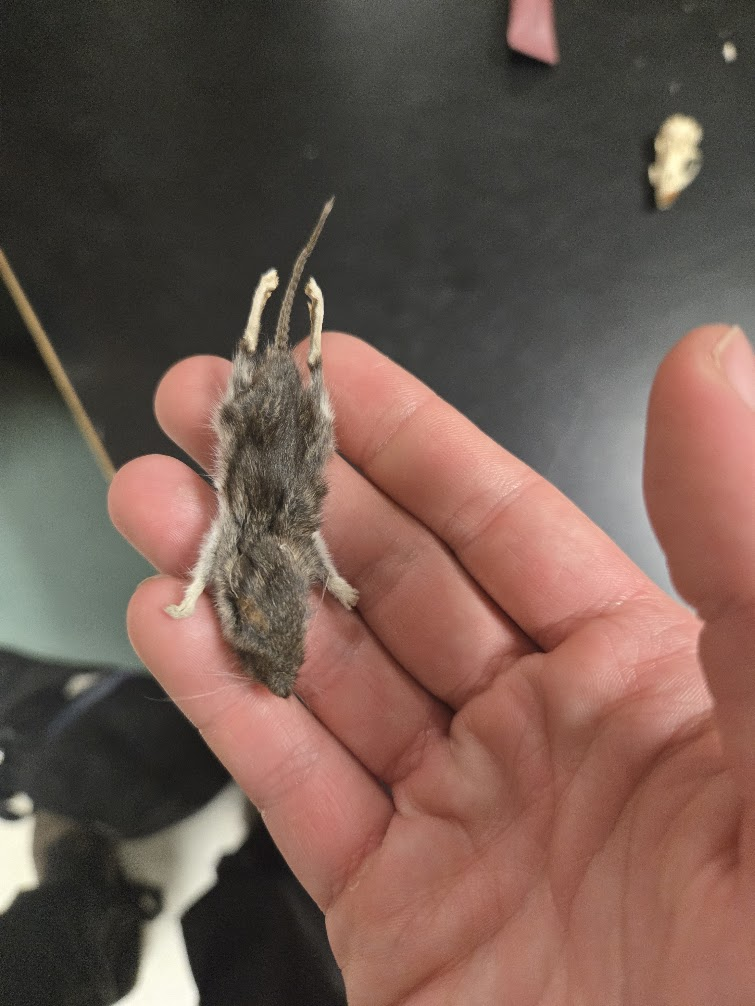 <p><span>▣ large protruding eyes,</span><br><span>black eyes, large ears,</span><br><span>long coarse whiskers,</span><br><span>upperparts gray to</span><br><span>reddish brown and</span><br><span>underparts are white</span><br><span>▣ Furred tail</span></p>