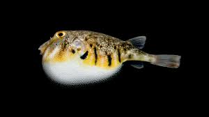 <p>pufferfish</p>