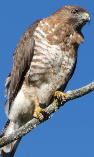 <p>What bird is this?</p>