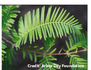 <p>Cupressaceae</p><p>Metasequoia glyptostroboides</p>