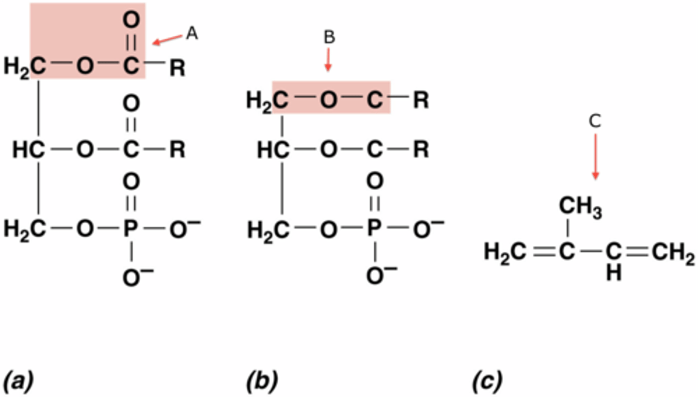 <p>In a triglyceride, the ---OH of glycerol loses a H and the ---COOH of the fatty acid chain loses a ---OH which joins to form water in a(n) _____ _______.</p>