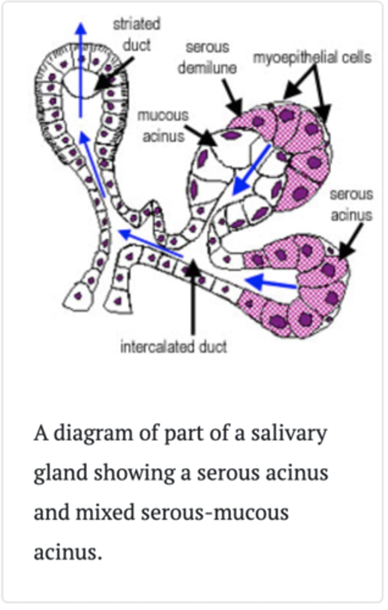 <p>a. serous cells in mixed acini</p><p>https://www.histology.leeds.ac.uk/oral/salivary.php#:~:text=In%20a%20mixed%20serous%2Dmucous,continue%20on%20as%20striated%20ducts.</p><p>Salivary glands are made up of secretory acini (acini - means a rounded secretory unit) and ducts. There are two types of secretions - serous and mucous. The acini can either be serous, mucous, or a mixture of serous and mucous.</p><p>A serous acinus secretes proteins in an isotonic watery fluid.A mucous acinuss secretes secretes mucin - lubricant</p><p>In a mixed serous-mucous acinus, the serous acinus forms a serous demilune around mucous acinus, as shown in the diagram.</p><p>The secretory units merge into intercalated ducts, which are lined by simple low cuboidal epithelium, and surrounded by myoepithelial cells.</p><p>These ducts continue on as striated ducts.</p>