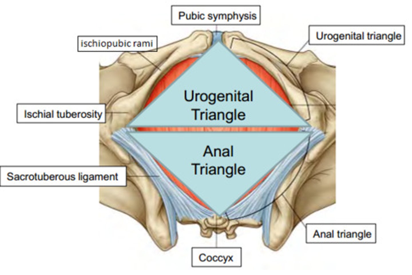 <p>Diamond shaped region that is medial to the thighs and buttocks of both males and females</p><p>Contains external genitals and anus</p><p>Bounded anteriorly by the pubic symphysis, laterally by the ischial tuberosities, and posteriorly by the coccyx</p>