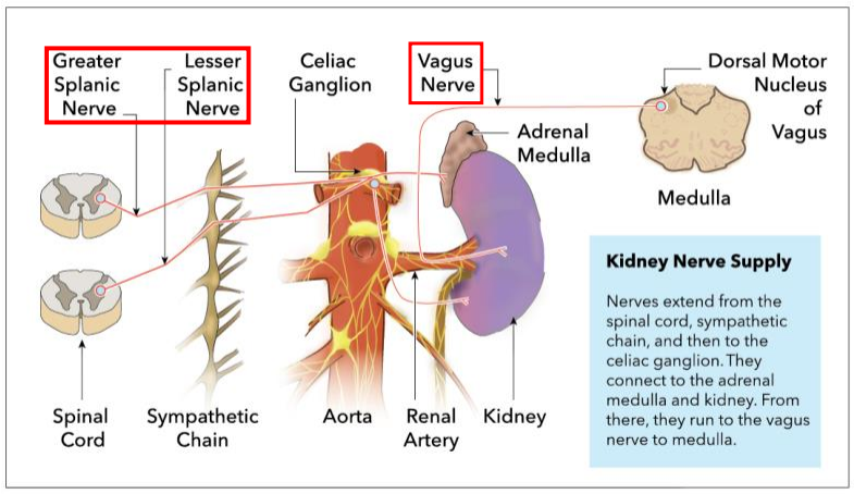 <p>NERVE SUPPLY:</p><p>- Vasomotor (control of vascular flow into kidneys)</p><p>- Parasympathetic: Vagus Nerve (increase renal artery flow which means increase glomerular filtration rate (GFR)</p><p>- Sympathetic: greater and lesser splanics (decrease renal artery flow means lower GFR)</p><p>- maintain a fairly constant GFR, creates around 180L of filtrate/day. Reabsorb most, only 1-2L of urine</p><p></p><p>- Vagus nerve is the main nerve involved in the parasympathetic nervous system</p>