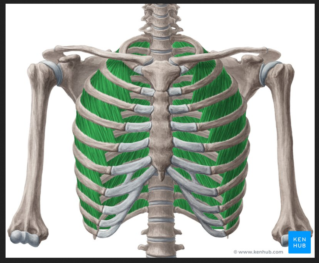 <p>Muscle of the face head and neck:</p><p>External intercostals</p>