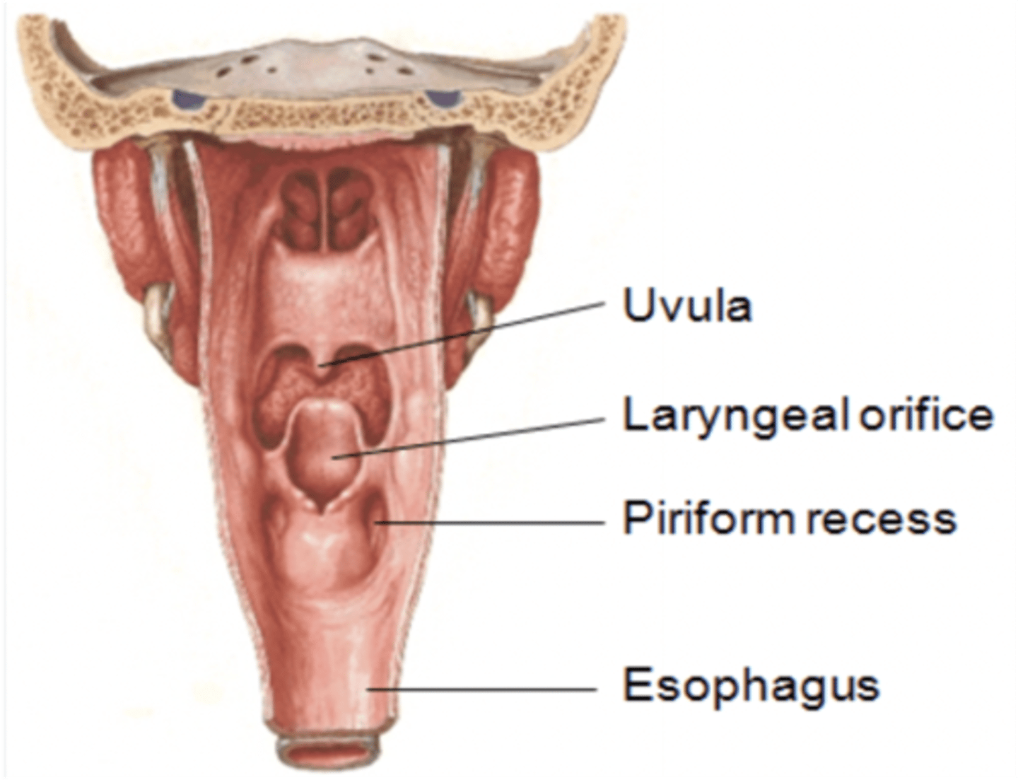 <p>Piriform recess</p>