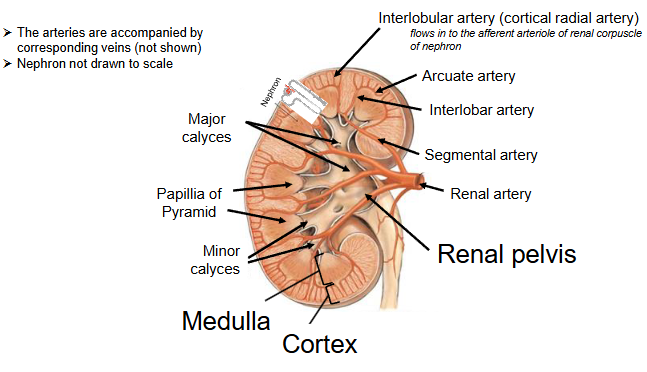 <p>When identifying vessels, consider locations</p><ul><li><p>Arcuate(shapes like a bow; curves)  arteries and veins are the cotricomedullary boundary </p></li><li><p>Interlobular (situated between lobes) arteries and veins are in the cortex</p></li></ul><p></p>
